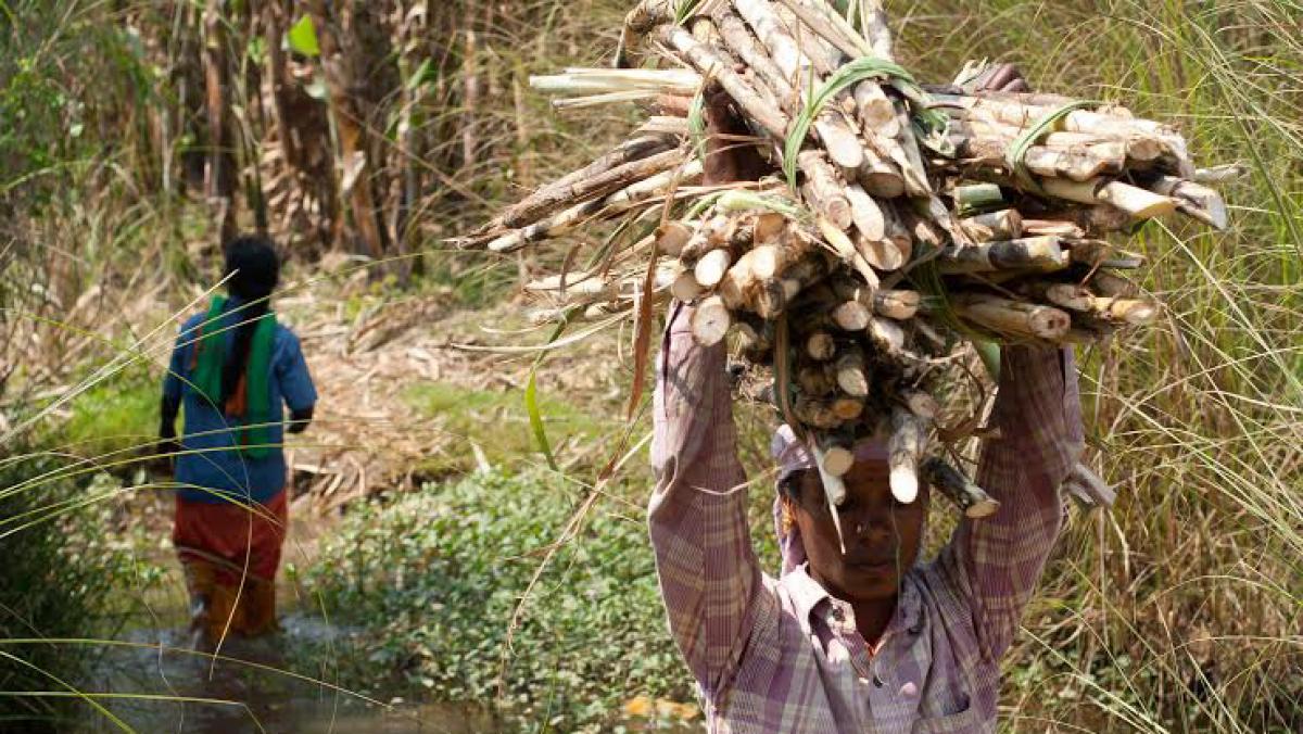 Sugarcane farmers left in the lurch